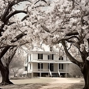 Battle of Bentonville Civil War  Hospital Circa 1865.   Military| War memorabilia | Gifts