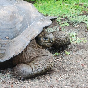 Galapagos Giant Turtle Puzzle - 35 piece