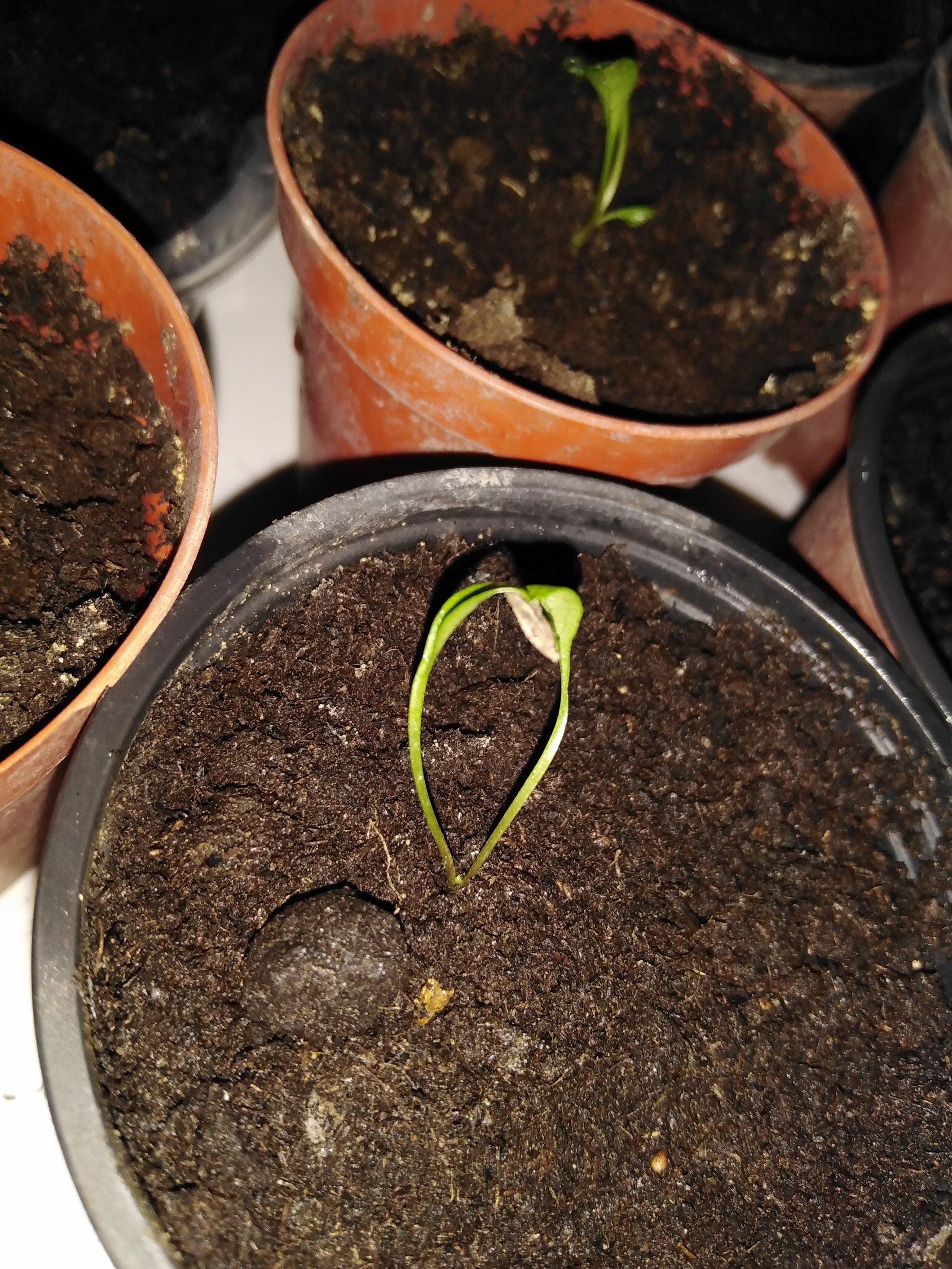 Ashitaba 3 seeds Seed germination Angelica Keiskei Etsy