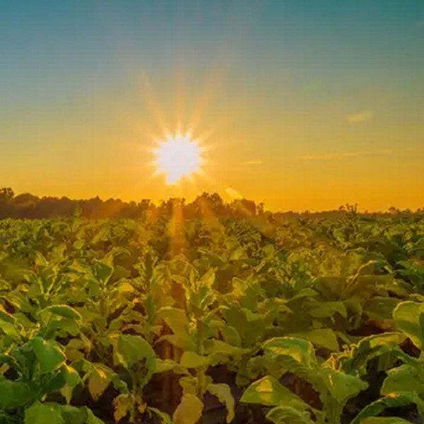 Tobacco Seeds Etsy Australia