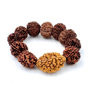 Adjustable 2-12 Mukhi Rudraksha Bracelet|Certified Nepali Beads|Spiritual Healing Bracelet with 2, 3, 4, 5, 6, 7, 8, 10, 12 Mukhi Rudraksha