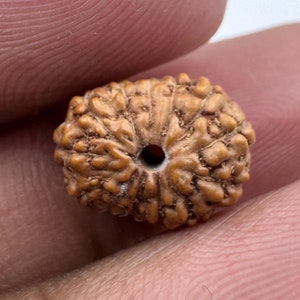 May include: A single brown rudraksha bead with a small hole in the centre. The bead has a rough, textured surface.