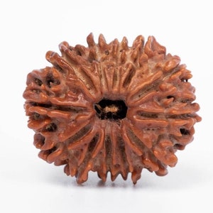 Certified 12 Mukhi Nepali Rudraksha Bead: Divine Protection Amulet (18-24 mm)