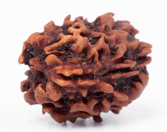 Natural 3 Mukhi Rudraksha Bead: Authentic Nepali Spiritual Bead (16–24 mm)