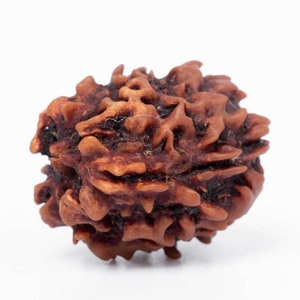 Rudraksha naturale 3 Mukhi dal Nepal - Perlina autentica a tre facce per equilibrio spirituale, meditazione ed energia positiva / Dimensioni 16–24 mm