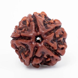 Natural 5 Mukhi Rudraksha: Sacred Shiv Bead Sourced from Nepal