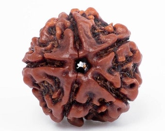 Natural 5 Mukhi Rudraksha: Sacred Shiv Bead Sourced from Nepal