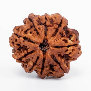 9 Mukhi Nepali Rudraksha Bead: Certified Protection, Spiritual Growth (18–25 mm)
