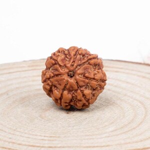 Authentic 7 Mukhi Nepali Rudraksha Bead: Sacred Seven-Faced Bead