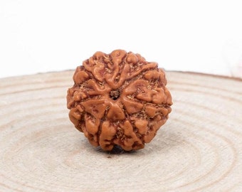 Authentic 7 Mukhi Nepali Rudraksha Bead: Sacred Seven-Faced Bead