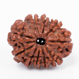 Natural 10 Mukhi Nepali Rudraksha Bead: Authentic Spiritual Protection (18-24 MM)