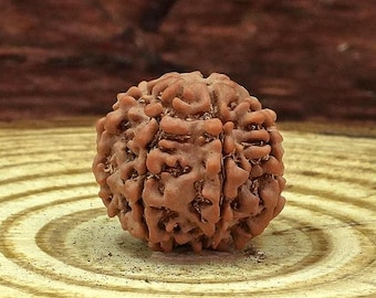 Certified Nepali 7 Mukhi Rudraksha Bead for Wealth 3.735g | Rare Large 20.50mm Bead