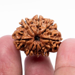 Certified 8 Mukhi Nepali Rudraksha Bead: Spiritual Healing
