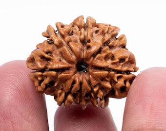 Certified 8 Mukhi Nepali Rudraksha Bead: Spiritual Healing | 18–22 mm