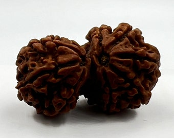 Heilige Gauri Shankar Rudraksha: Echte Doppelgesichtige Perle aus Nepal