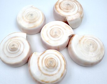 Sacred Conch Shell: Authentic Shankh for Pooja & Vastu Correction