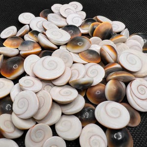 Energized Gomti Chakra Shells: Natural Gemstones for Health & Wealth