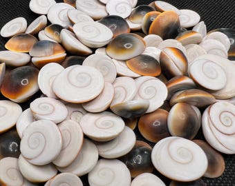 Energized Gomti Chakra Shells: Natural Gemstones for Health & Wealth