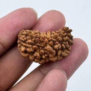 1 Mukhi Kaju Dana Rudraksha Bead: Certified Sacred Meditation Bead