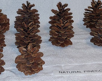 Pinecones - 100 % All Natural Pinecones