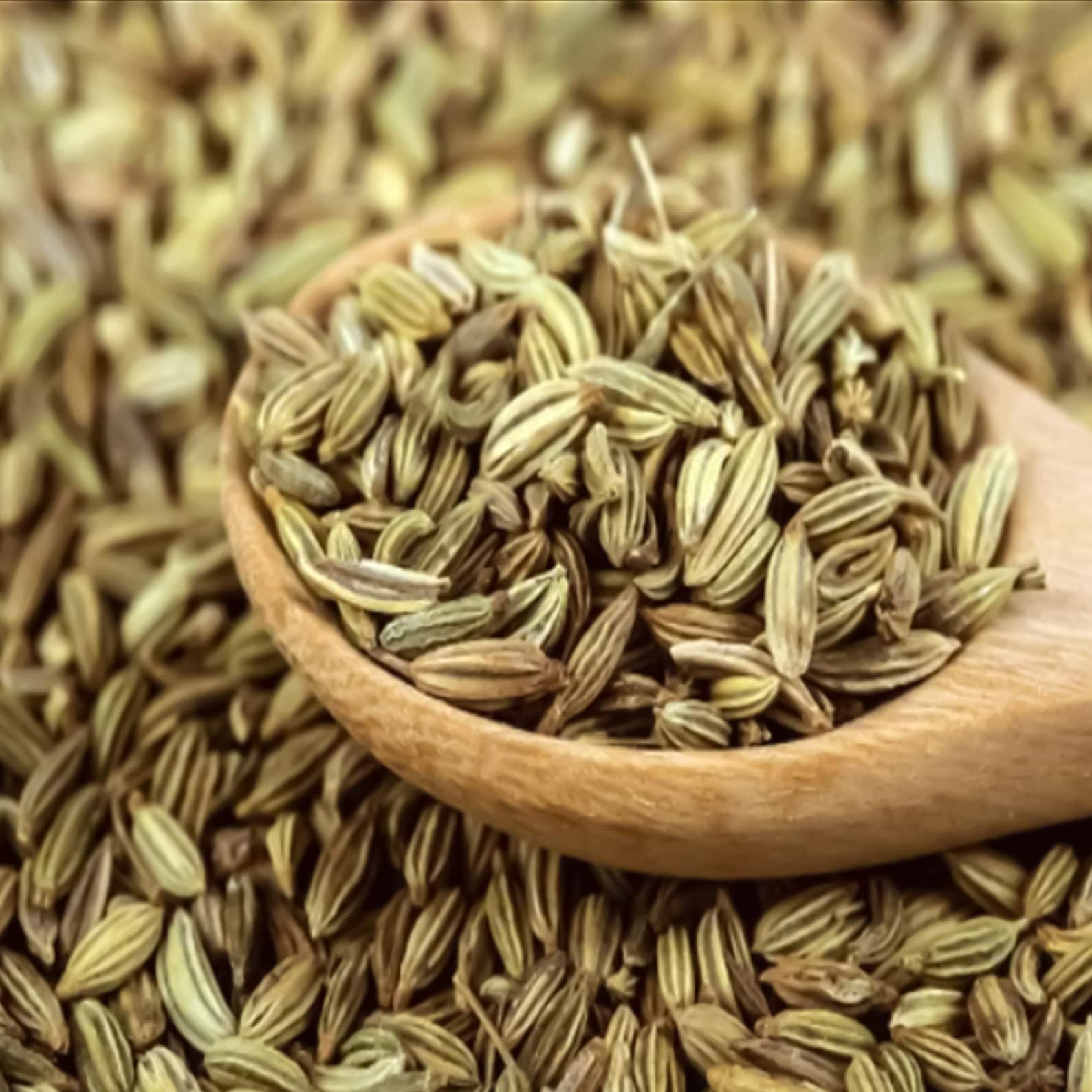 Pure Organic Fennel Seeds Dried Bulk Fennel Seeds Etsy