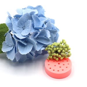 Hydrangea flower buds