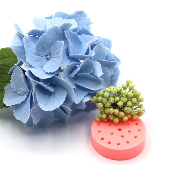 Hydrangea flower buds