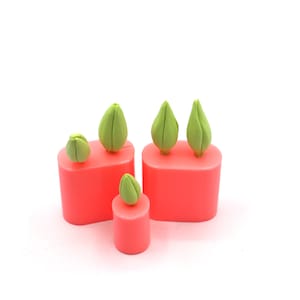 tulip buds