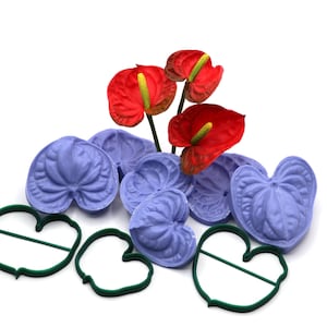 Anthurium