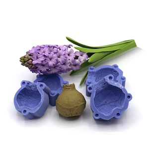 hyacinth bulb