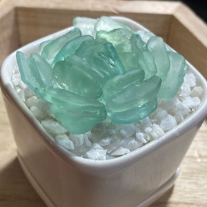 Sea glass Succulent