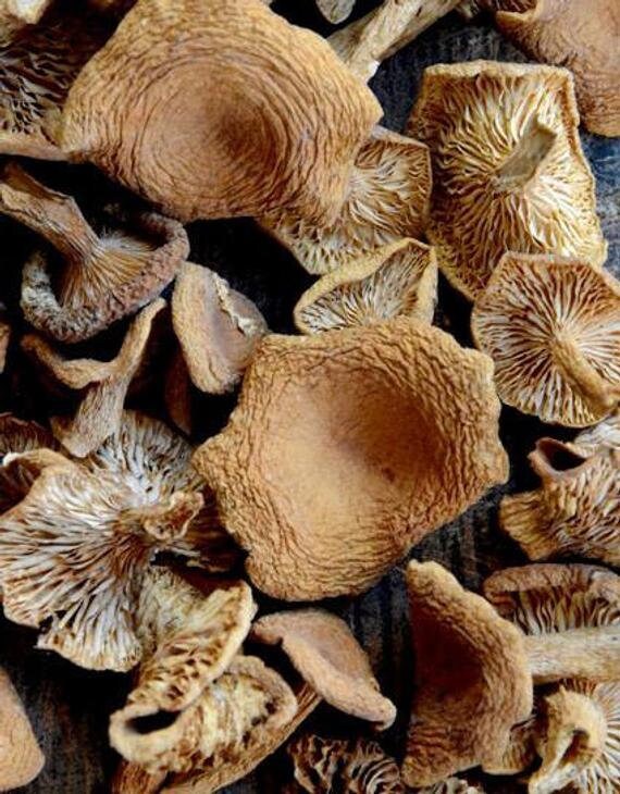 Dried Candy Cap Mushrooms 1 oz Etsy