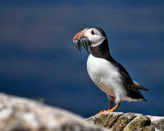 Puffin with Eels