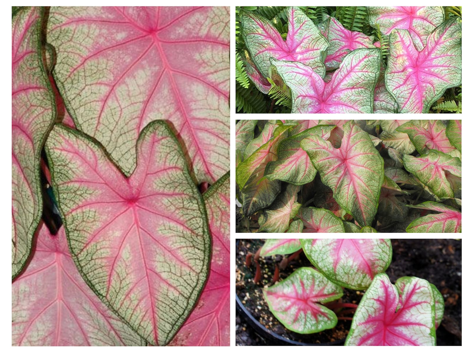 Caladium 'Summer Pink' Bulb 5 Bulbs Size 2 Easy Etsy