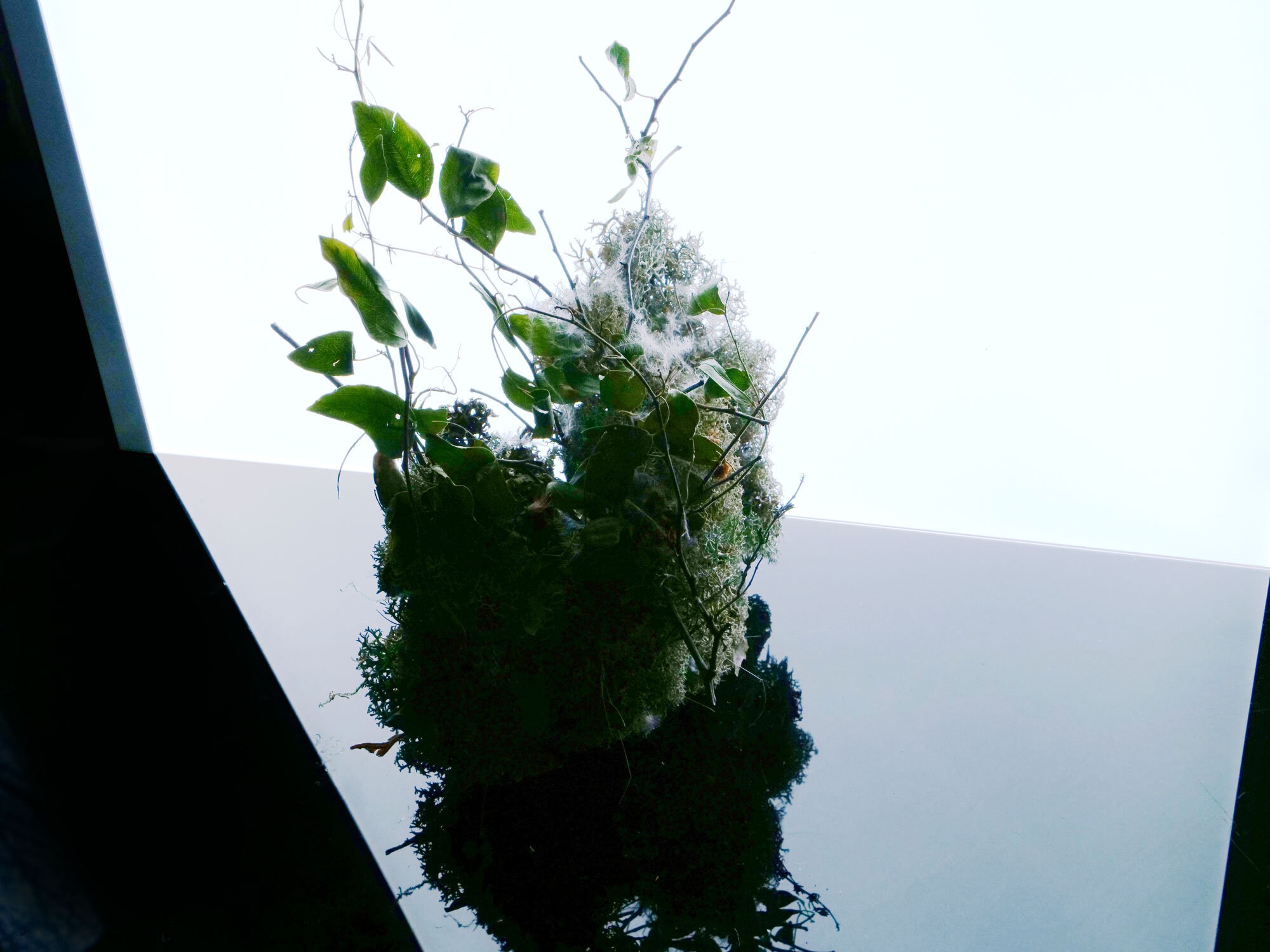 Authentique Coffret Lichen