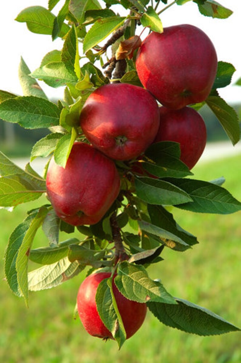 Organic Red Delicious Apple Tree Seeds Etsy
