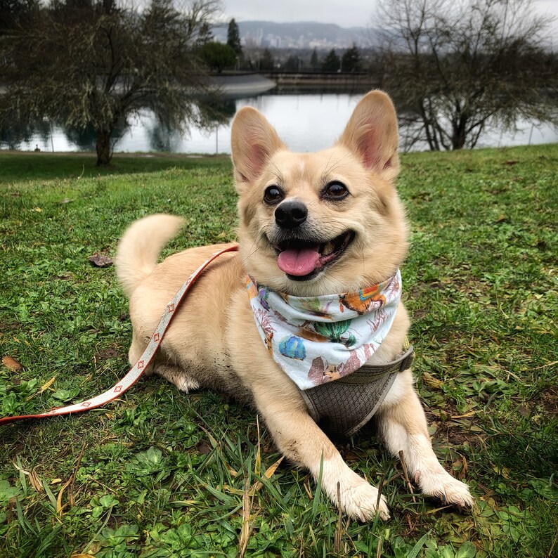 Lama and cactus bandana Single layer flannel bandana for dogs and cats Desert themed tied bandana.