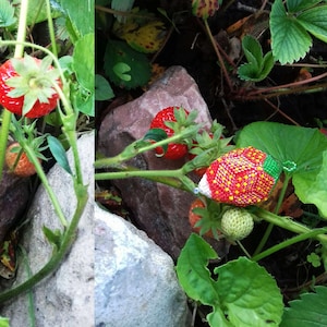 May include: A close-up of three beaded strawberries, two of which are on a hand, and one on a rock. The strawberries are red with green leaves and black seeds. The background is a green leafy plant with red berries.