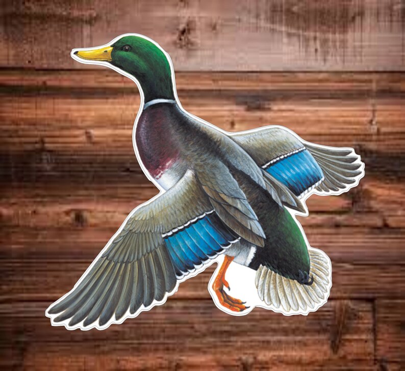 Mallard Vinyl Decal Sticker
