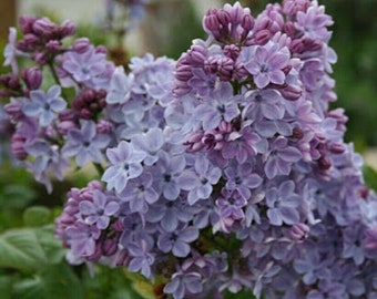 Syringa Etsy