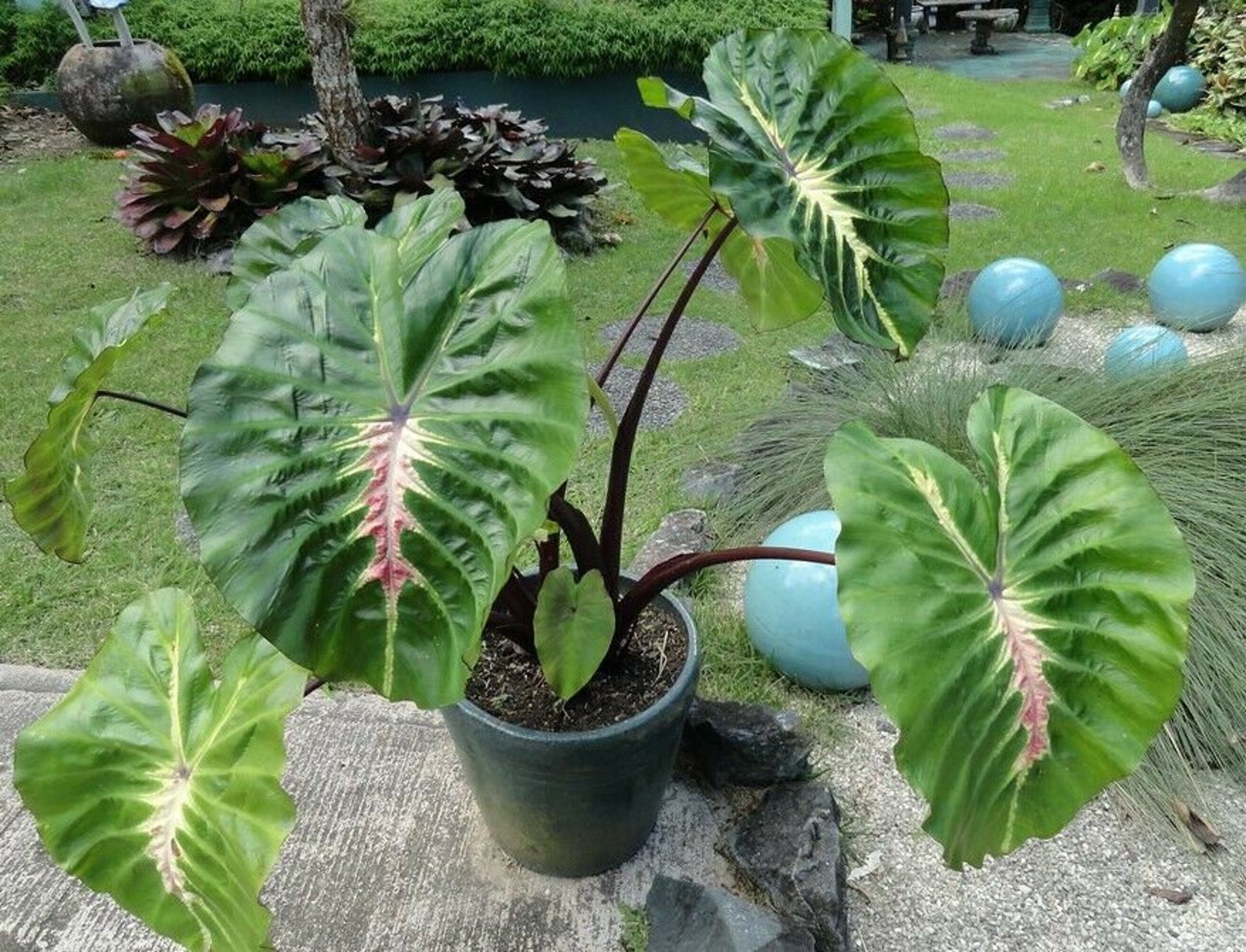 White lava Elephant Ear Colocasia Esculenta Starter Plant Etsy