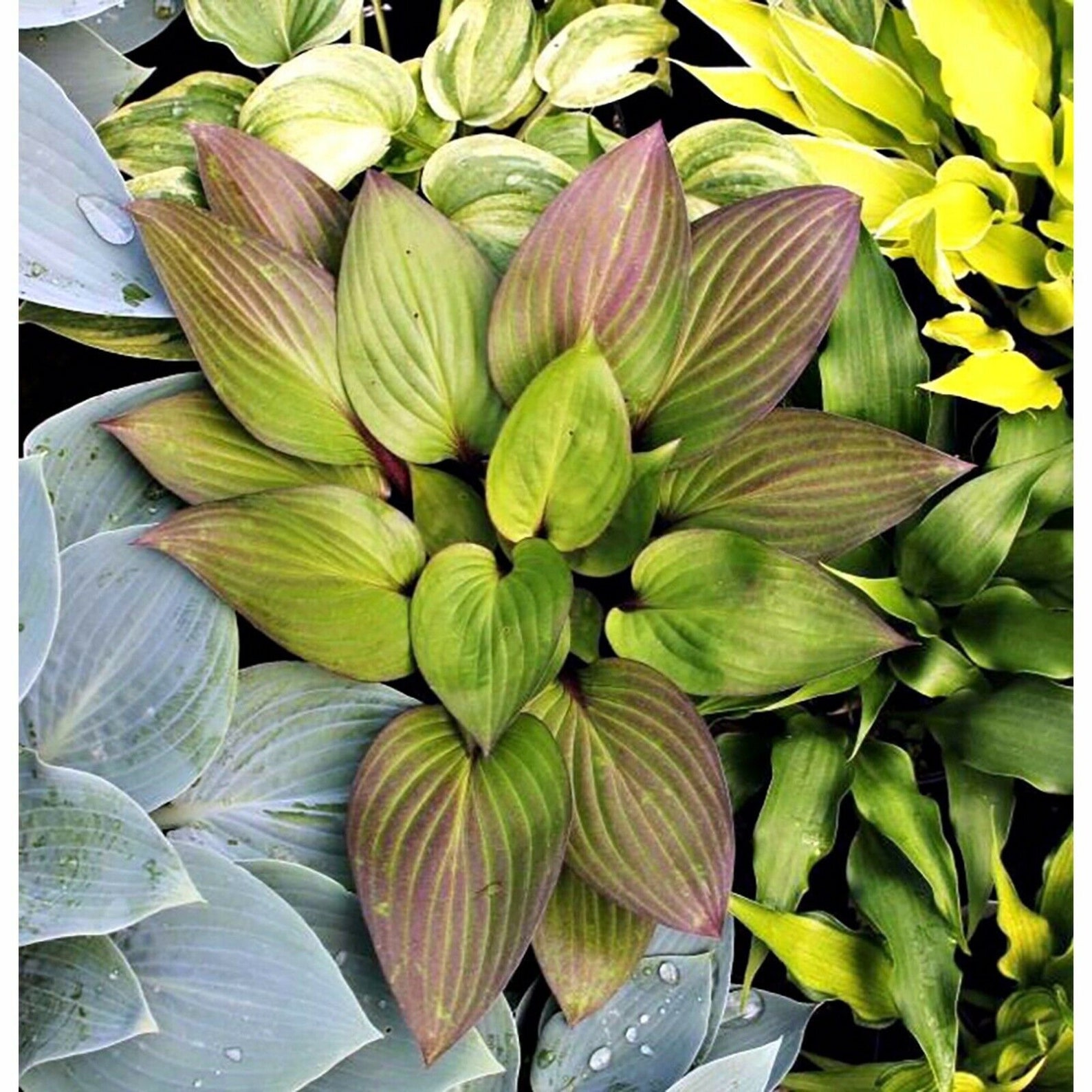 HOSTA First Blush Starter PLANT | Etsy