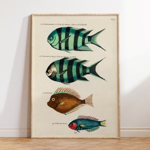 Vintage Fish Print by Louis Renard, Marine Life Illustration Poster, Sea Life Fine Art Print, Antique Surreal Wall Art, Sea Lover Gift