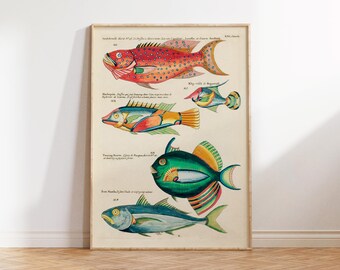 Fish Print by Louis Renard, Vintage Sea Life illustrations Reproduction, Antique Marine Life Wall Art for Beach House, Coastal Wall Hanging