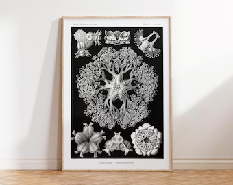 Ernst Haeckel Starfish Art Print, Vintage Marine Life Poster, Antique Sea Life Fine Art Print, Black & White Beach House Wall Art, A2, A1