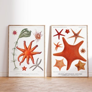 Starfish Collection Art Print Set of 2, Vintage Coastal Illustrations, Nautical Drawings Reproductions, Underwater Gallery Wall Art image 1