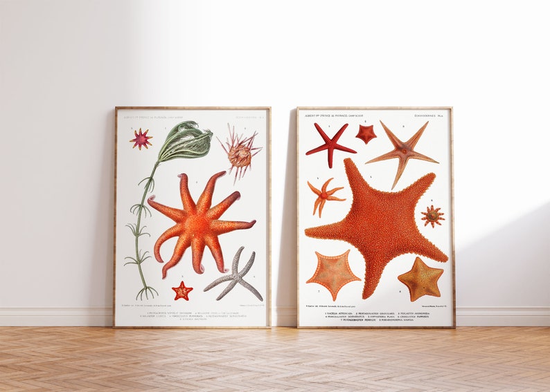 Starfish Collection Art Print Set of 2, Vintage Coastal Illustrations, Nautical Drawings Reproductions, Underwater Gallery Wall Art image 1