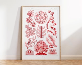 Ernst Haeckel Meeresalgen Illustration Druck, Vintage Meeresleben Poster, Antike Zeichnung Reproduktion, Korallen Wandkunst für Strandhaus, A2, A1