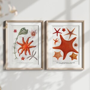 Seestern-Sammlung Kunstdruck-Set von 2, Vintage-Küstenillustrationen, nautische Zeichnungen Reproduktionen, Unterwasser-Galerie-Wandkunst Bild 3