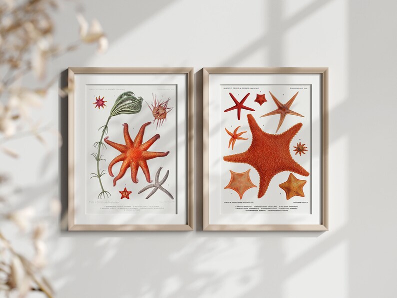 Starfish Collection Art Print Set of 2, Vintage Coastal Illustrations, Nautical Drawings Reproductions, Underwater Gallery Wall Art image 3